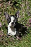 BOSTON TERRIER 086